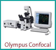 Olympus Confocal Fluoview