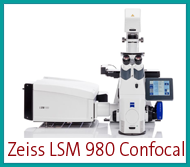 zeiss_lsm_980_confocal