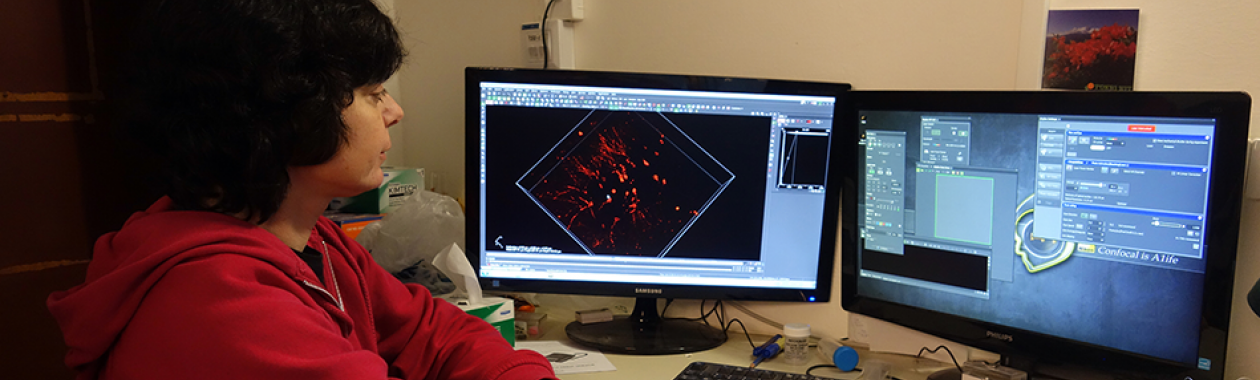 Flow Cytometer Sorter